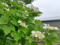 Preview: Viburnum opulus Schneeball